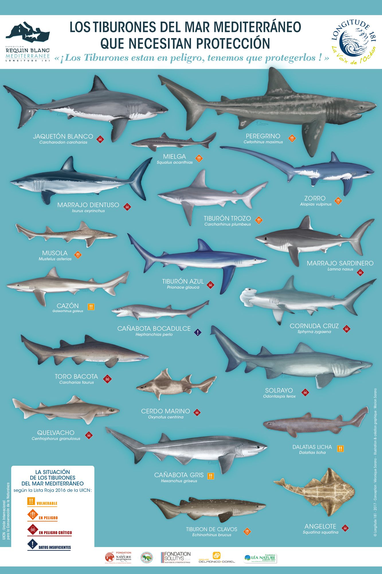 Los tiburonas del mar Mediterráneo