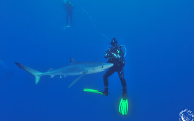 Comprendre les observations de requins sur le littoral méditerranéen