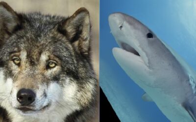 Requins et Loups, frères d’effroi ?