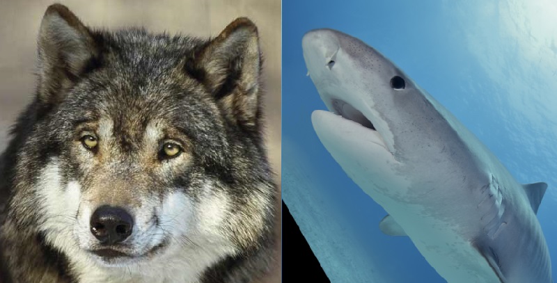 Requins et Loups, frères d’effroi ?