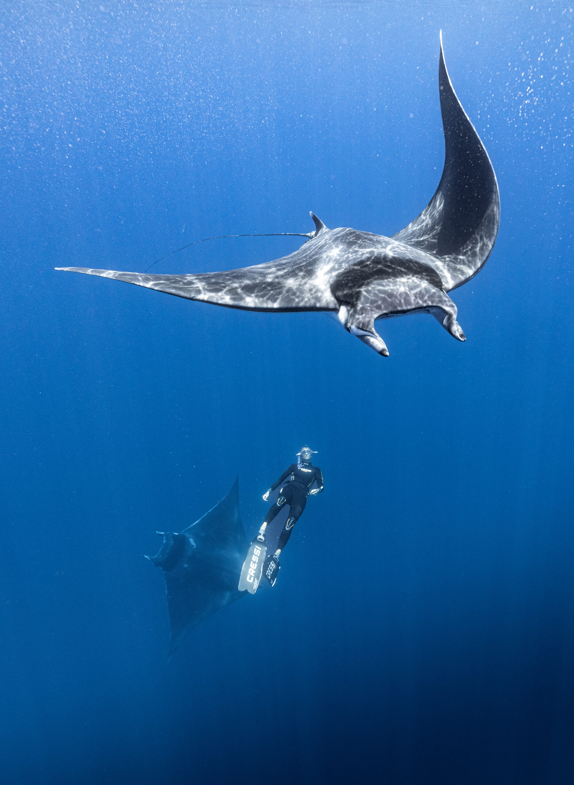 PÊCHE. Les filets fantômes, fléau invisible des océans