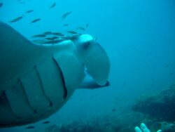 Le secret de beauté et de grâce des raies Manta enfin révélé