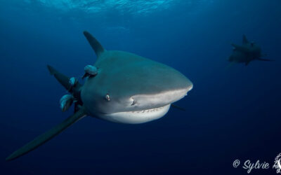 Pêche aux requins à La Réunion : l’Etat encore condamné