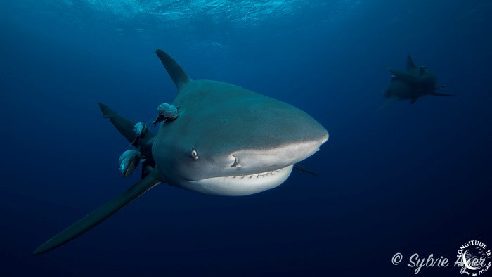 Pêche aux requins à La Réunion : l’Etat encore condamné