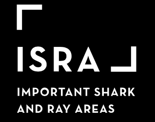 L’ISRA, un nouveau cadre pour protéger requins, raies et chimères