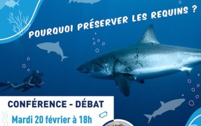 Requins, conférences plaidoyer en Algérie