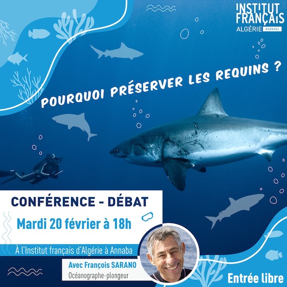 Requins, conférences plaidoyer en Algérie