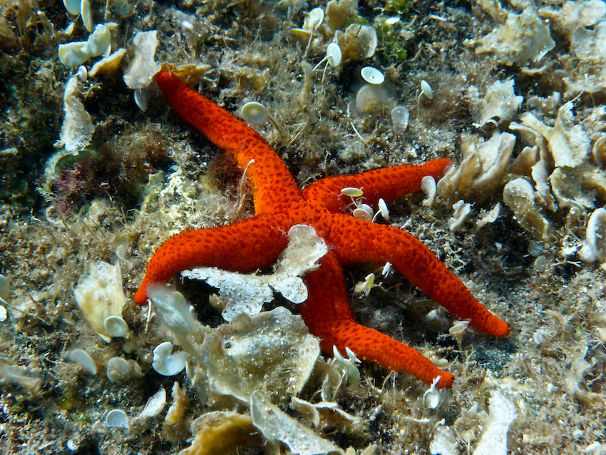 Un droit d’existence pour l’étoile de mer !