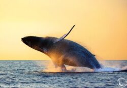Baleine à bosses - © François Sarano