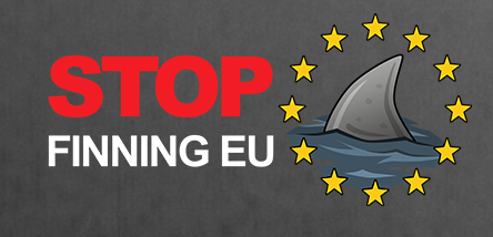 « Stop finning EU » : l’Initiative Citoyenne qui redonne espoir
