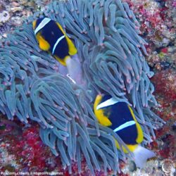 Nos émissions de CO2 rendent Nemo kamikaze