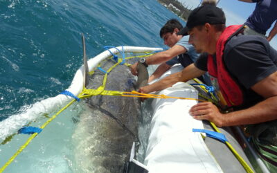 Nouvelle Calédonie : une étude sur les requins survivants