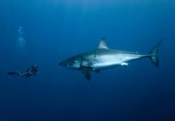François Sarano « Je n’ai jamais eu peur en nageant avec les requins » © Pascal Kobeh