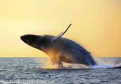 Baleine à bosses - saut - © Francois Sarano