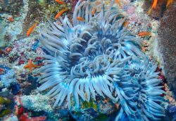 Corail et faune - Année de la Mer et UNOC