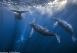 Nous sommes tous concernés par les attaques contre le vivant océanique - Baleine à bosses - © Gaby Barathieu