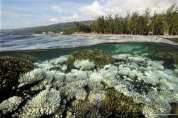 Secrets d’indifférence, épisode 4 - Le corail, blanchi et condamné © Frédéric Bassemayousse