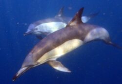 Tueries annuelles de milliers de dauphins dans les îles Féroé