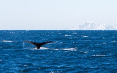 Plein cadre sur la haute mer : le traité de la raison ou de la connivence?