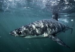 Grand requin blanc © VF SARANO