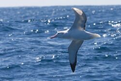 Albatros hurleur © Sabina Foeth