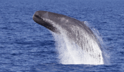 WHALE-WAY - copyright Longitude 181