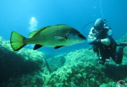 Concours de chasse sous-marine, un massacre obsolète