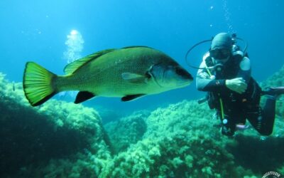 Concours de chasse sous-marine ! Un massacre obsolète.