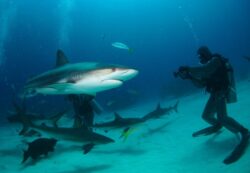 Rétrospective médias début 2025 pour les Droits de l’Océan - Requin