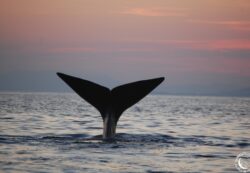 90% des cachalots ont été décimé par la chasse