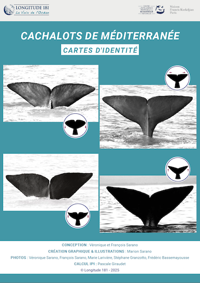 catalogue-carte-identité-cachalot-Mediterranée-Longitude181-2025