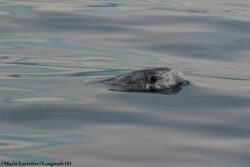 Dauphin de Risso © MARIE LARIVIÈRE spy hopping