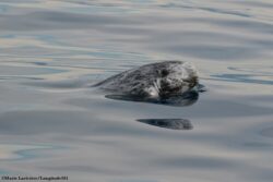 Dauphin de Risso © MARIE LARIVIÈRE spy hopping