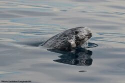 Dauphin de Risso © MARIE LARIVIÈRE spy hopping