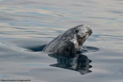 Dauphin de Risso © MARIE LARIVIÈRE spy hopping