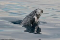 Dauphin de Risso © MARIE LARIVIÈRE spy hopping