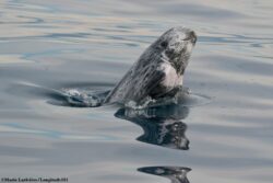 Dauphin de Risso © MARIE LARIVIÈRE spy hopping