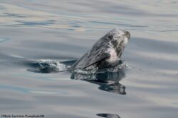 Dauphin de Risso © MARIE LARIVIÈRE spy hopping