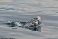 Dauphin de Risso © MARIE LARIVIÈRE spy hopping