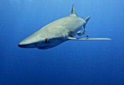 Le grand projet requins Longitude 181, Probiom est en tournage