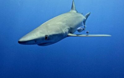 Le grand projet requins Longitude 181 / Probiom est en tournage !