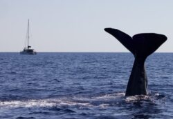 Les Sciences participatives avec Longitude 181 © VF Sarano