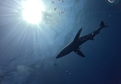 Les requins, dont on dénombre plus de 500 espèces, font partie intégrante de la biodiversité marine