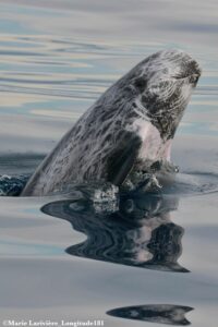 Nous avons pu croiser 4 dauphins de RISSO  lors de la 9ème semaine de Sciences Participative © MARIE LARIVIÈRE