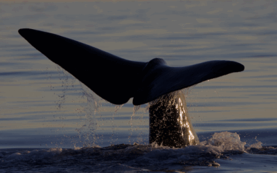 Mission cachalots en Méditerranée : WhaleWay 6 est un bon cru !