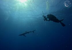 Conférence de François Sarano et animations requins sur notre stand
