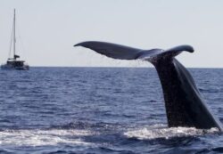 Mission Whale Way effectuée en Méditerranée - © Francois Sarano