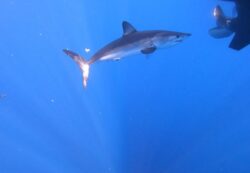 Apprendre à connaître les requins, voilà l’objectif du grand Projet Requins