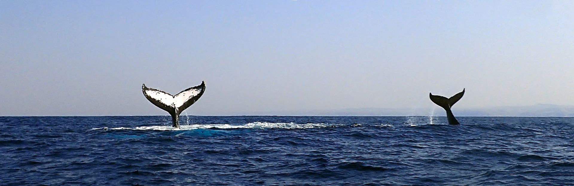 Baleines © Jean-Paul Leroy pour Longitude 181 Baleines © Jean-Paul Leroy pour Longitude 181