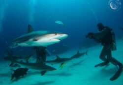 Changeons de regard sur les requins avec Longitude 181